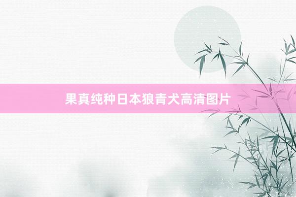 果真纯种日本狼青犬高清图片